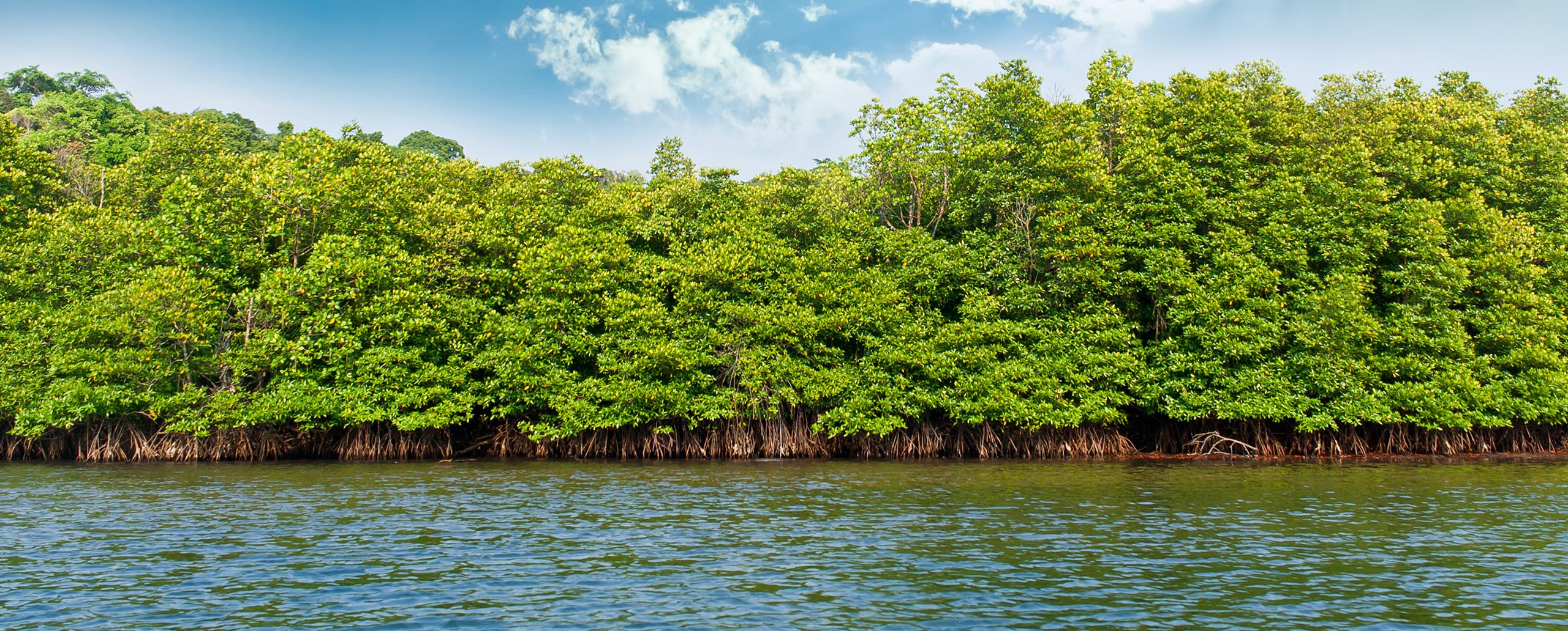 mangrove forest