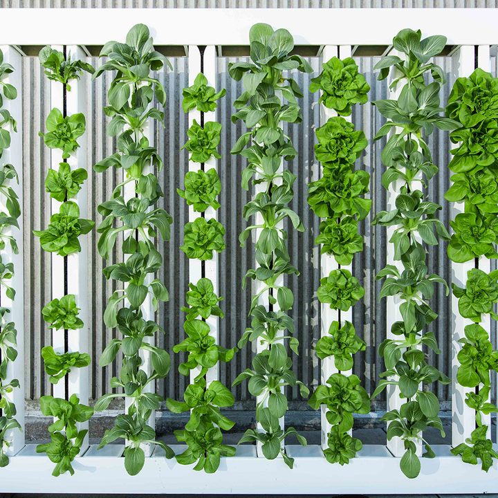 future of food vertical farming 1