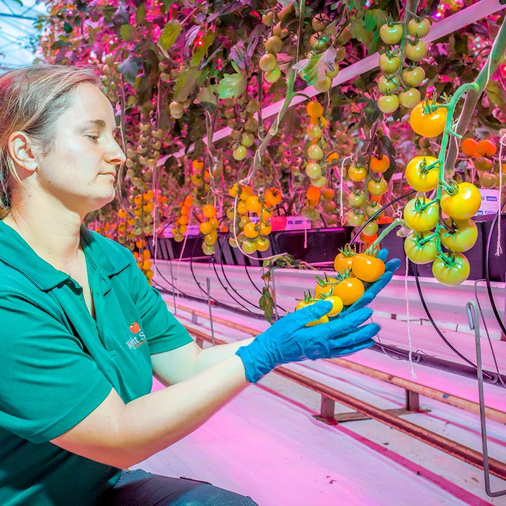 future of food vertical farming 3