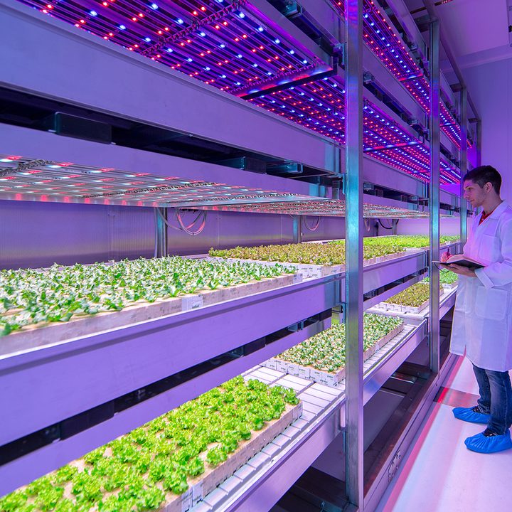 future of food vertical farming 6