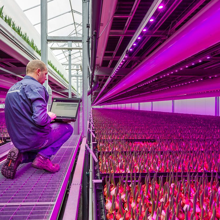 future of food vertical farming 8
