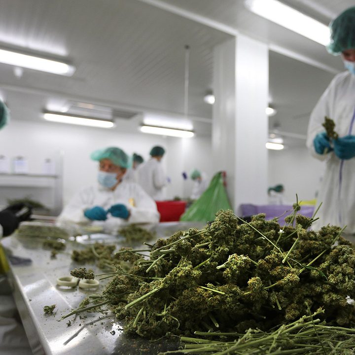 how cannabis testing works marijuana pesticidetesting head1