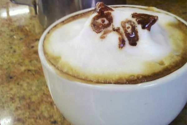 worst pinterest fails coffee cat 2