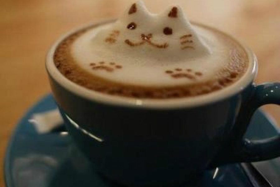 worst pinterest fails coffee cat