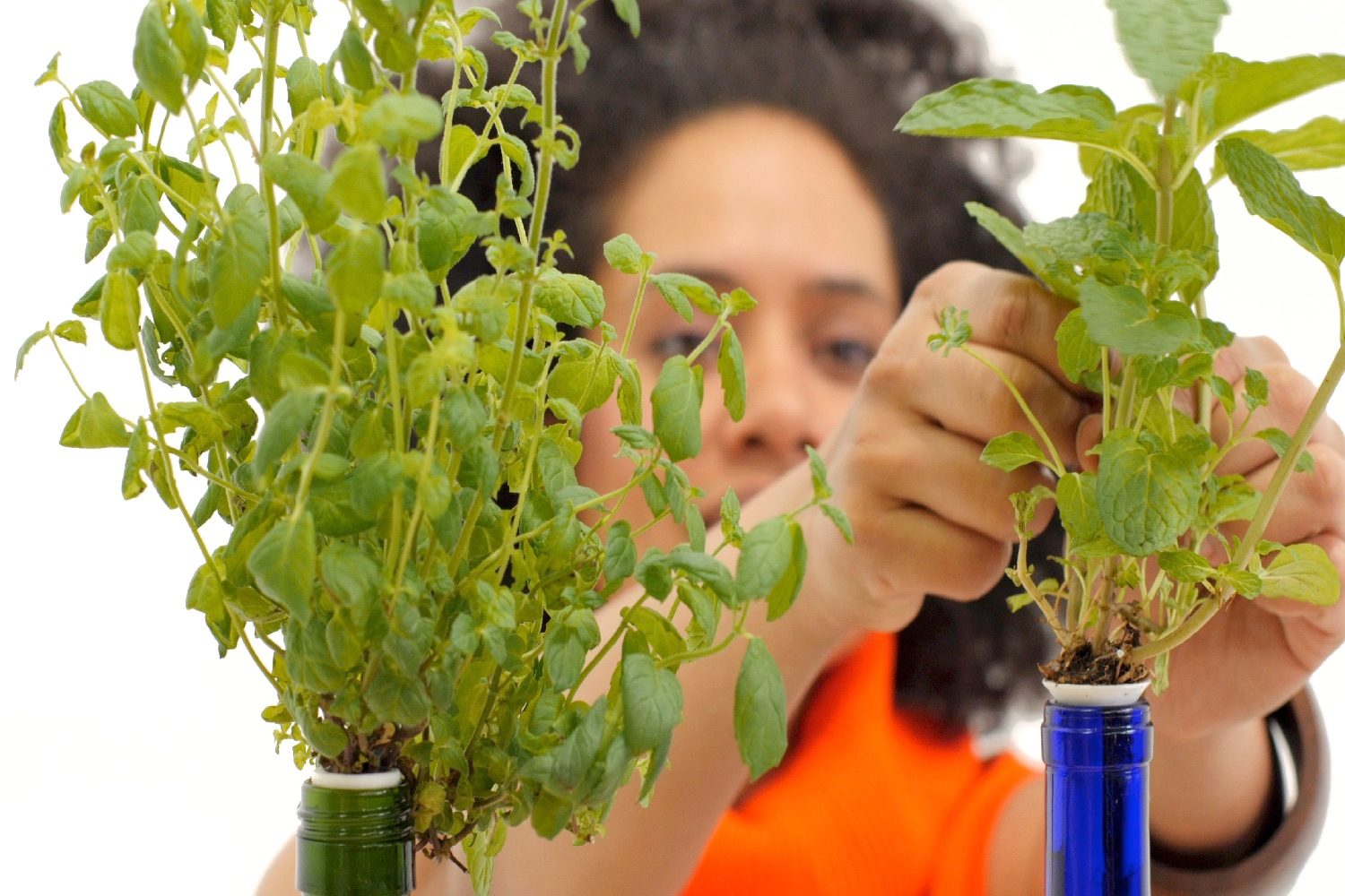 worlds smallest garden kickstarter user  harvesting mint for tea
