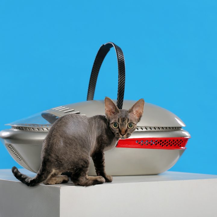 waul studio ergonomic pet carrier 1