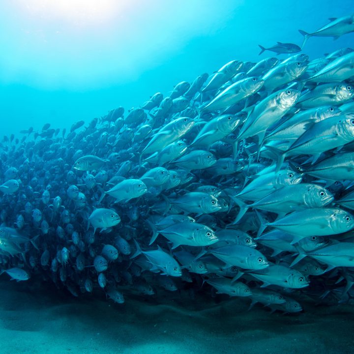 how artificial intelligence could save humanity ai the fish