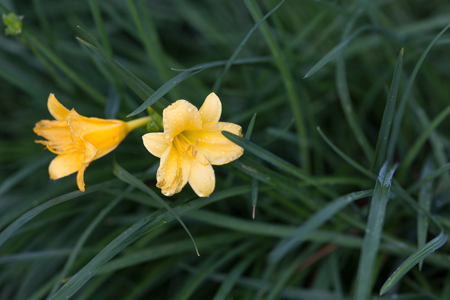 Sigma 135mm F1.8 Art Sample Flower Macro