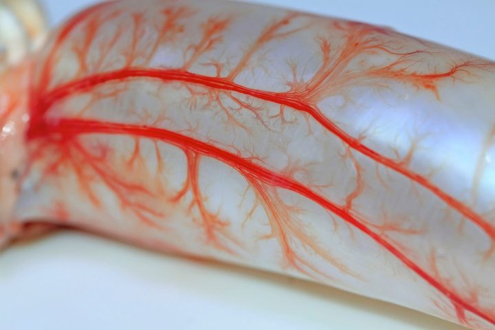 3D printed tissue