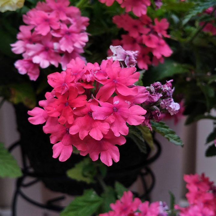 asus zenfone 3 zoom review camera sample 5