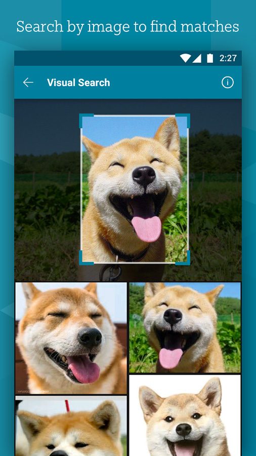 bing search app update dog