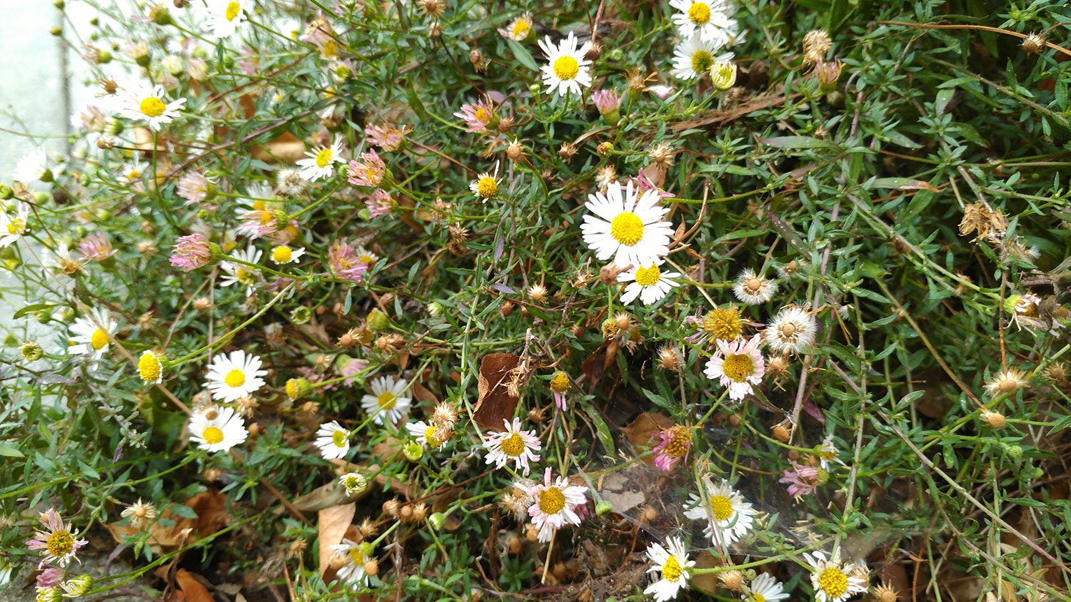 Asus Zenfone AR review camera sample
