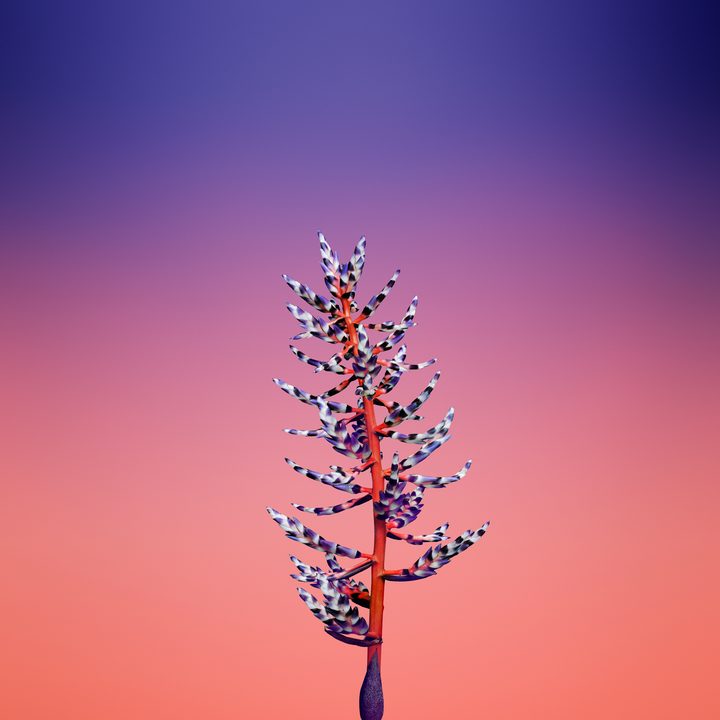 ios 11 wallpapers flower aechmea