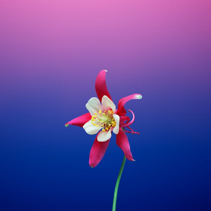 ios 11 wallpapers flower aquilegia