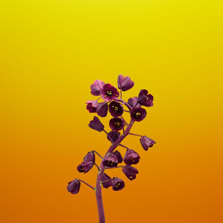 ios 11 wallpapers flower fritillaria