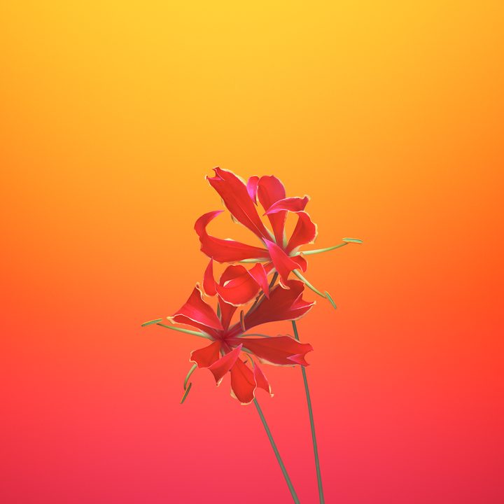 ios 11 wallpapers flower gloriosa