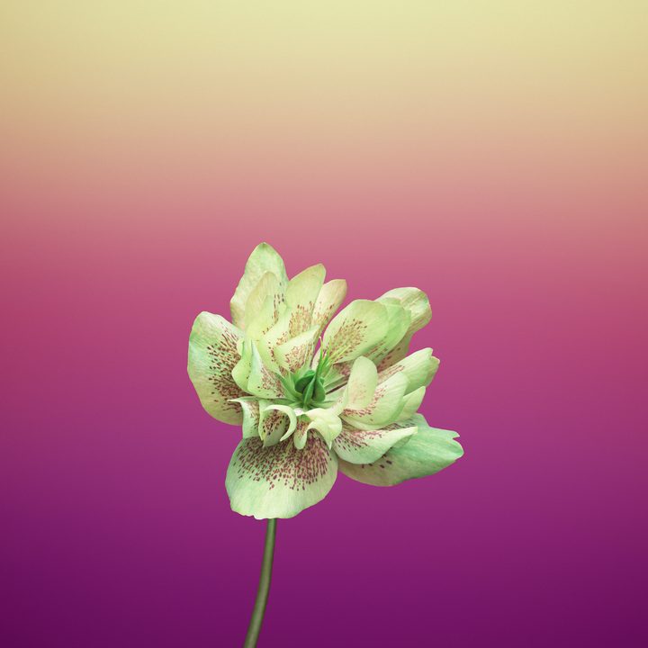 ios 11 wallpapers flower helleborus