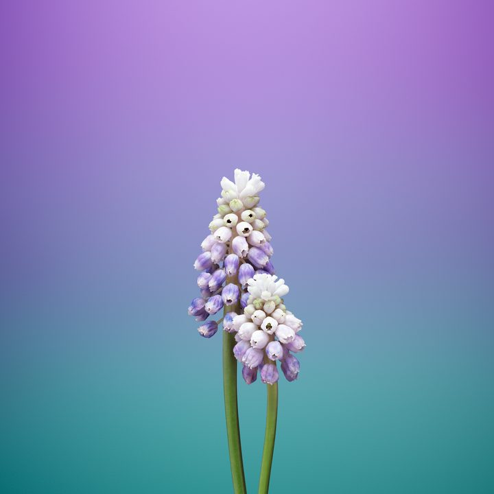 ios 11 wallpapers flower muscari