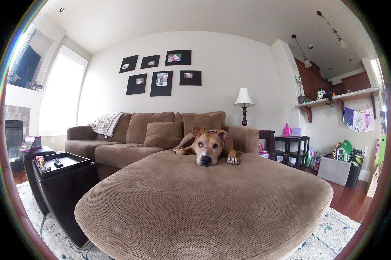 Kodak Pixpro Orbit360 4K camera sample dog dome