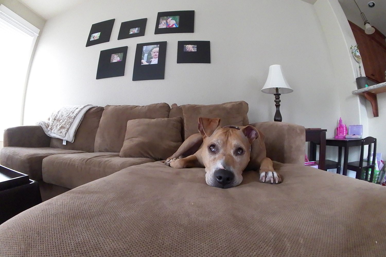 Kodak Pixpro Orbit360 4K camera sample dog front