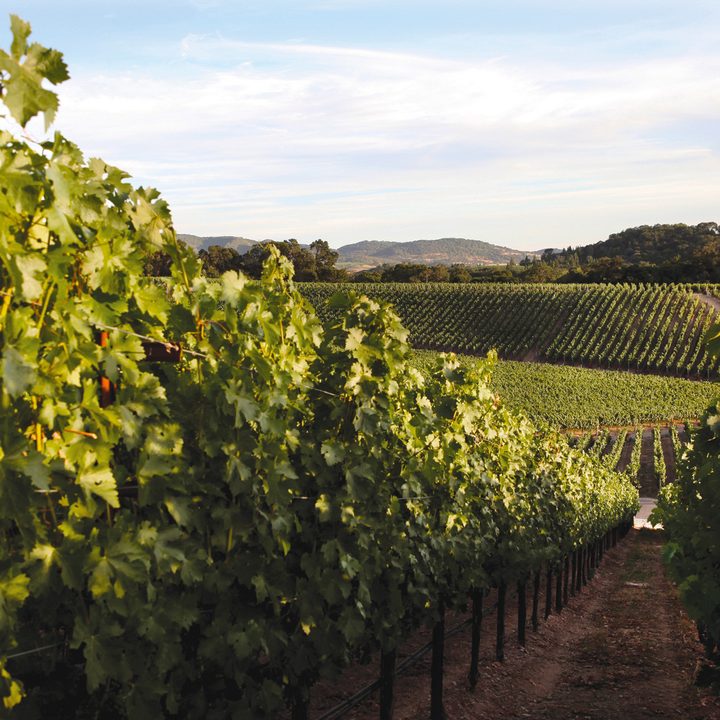 palmaz vineyards future of wine 01 1