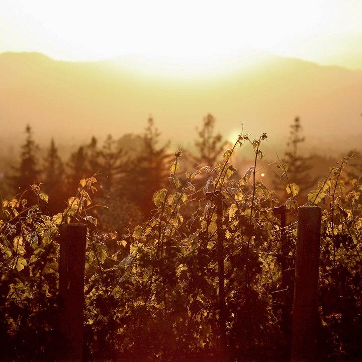 palmaz vineyards future of wine 02