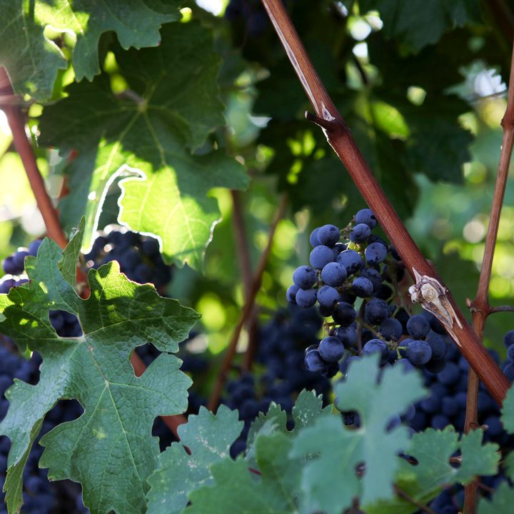 palmaz vineyards future of wine 03