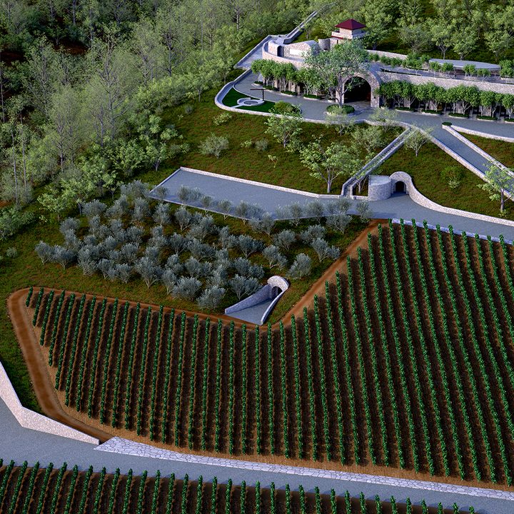 Palmaz Vineyard