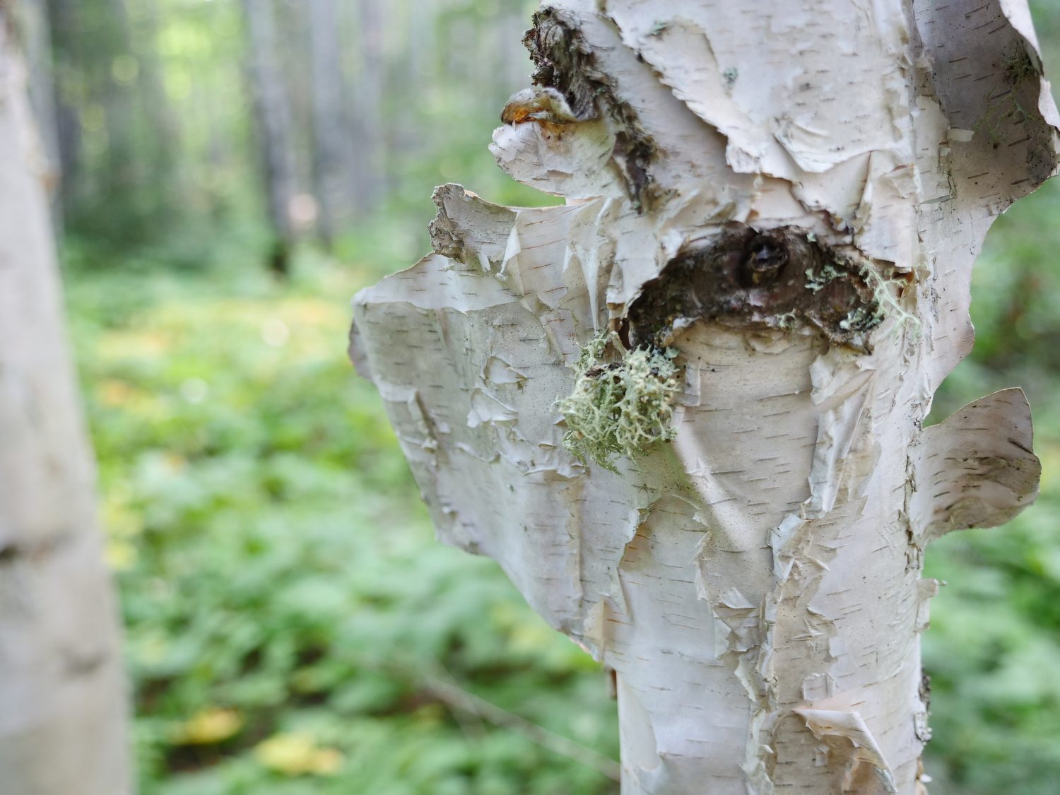 panasonic lumix gh5 review sample photos 14425
