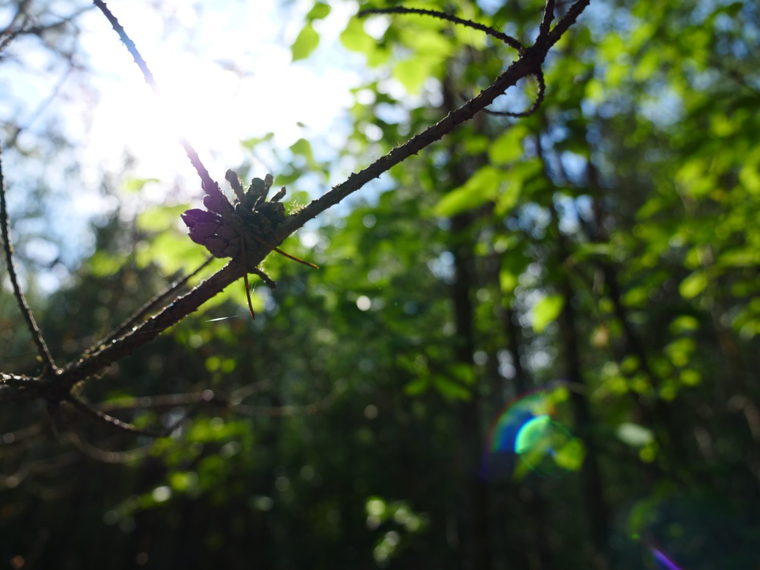 panasonic lumix gh5 review sample photos 14439