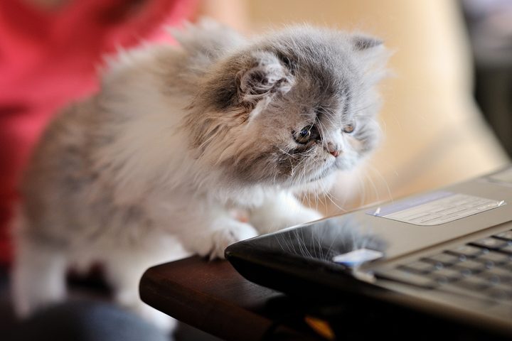 History of AI Google cats