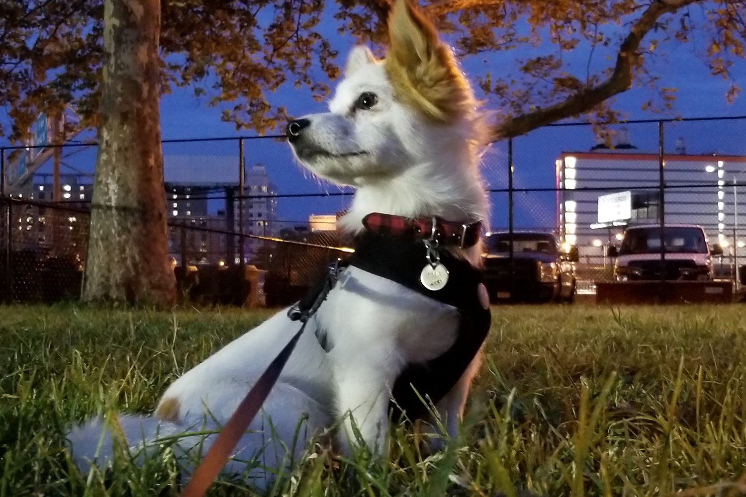 galaxy note 8 camera sample tobu 2x crop