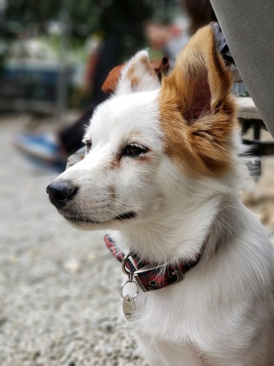 galaxy note 8 camera sample live focus issue
