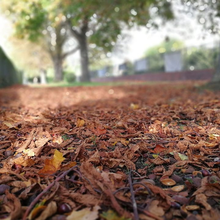 huawei honor 9 review camera sample 1