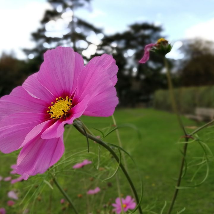 huawei honor 9 review camera sample 2