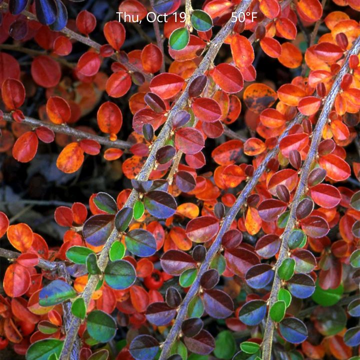microsoft launcher edge android arrow 1