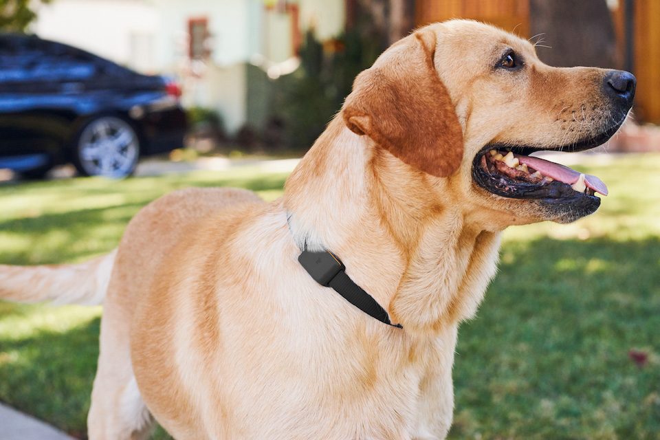 fynd tracking device 4g lte wearable