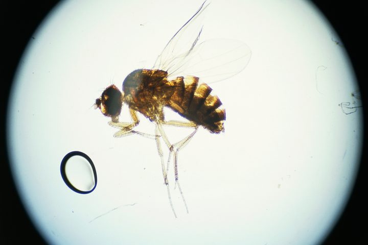 Fruit fly under a microscope