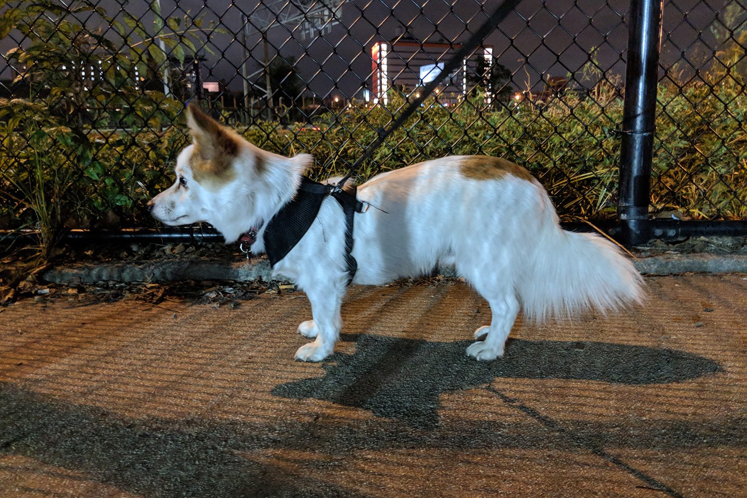 google pixel 2 review camera samples puppy profile night