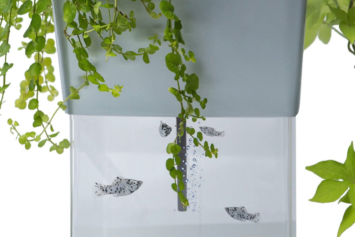 malawi aquaponics indiegogo 10  silve ornamental closeup