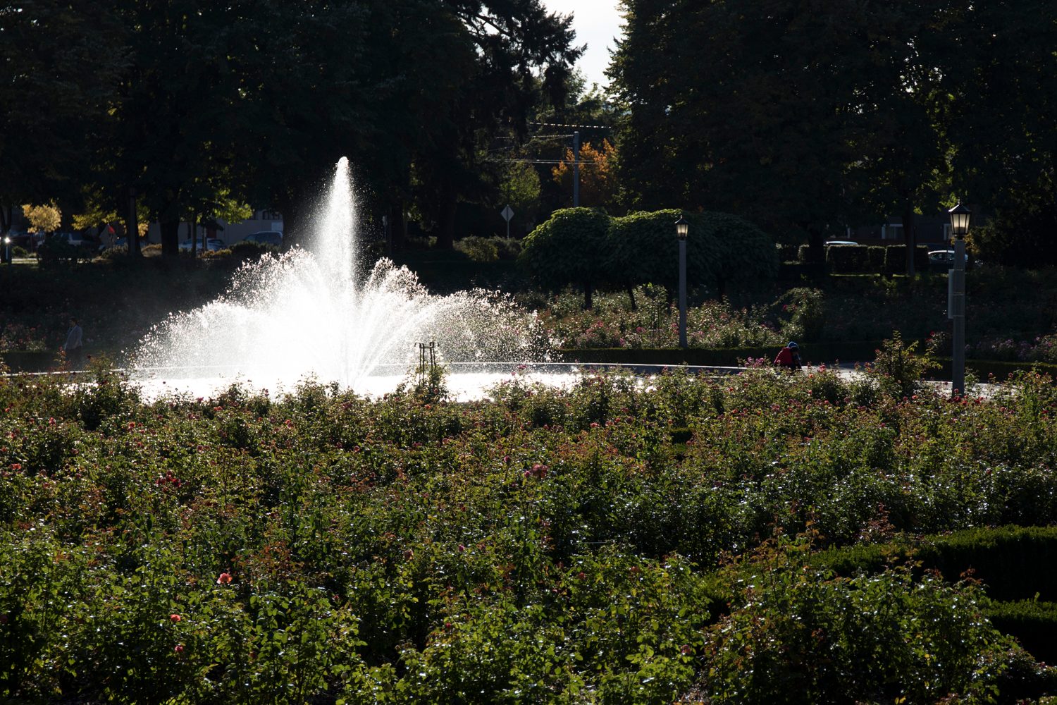 canon eos 77d review sample 4