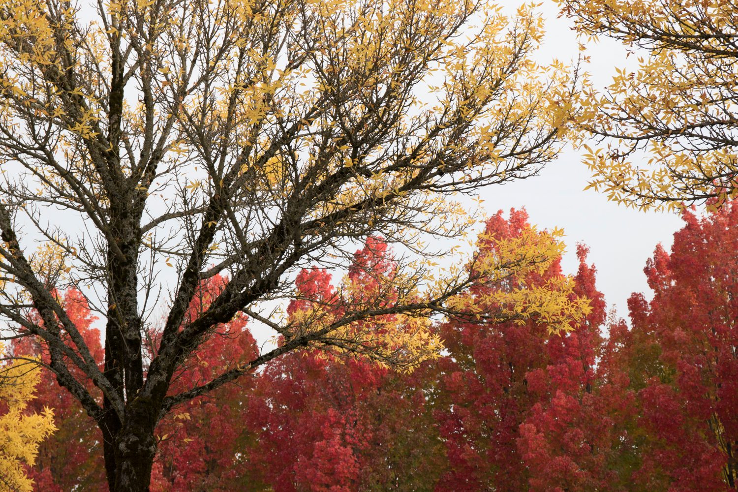canon eos 77d review sample 5
