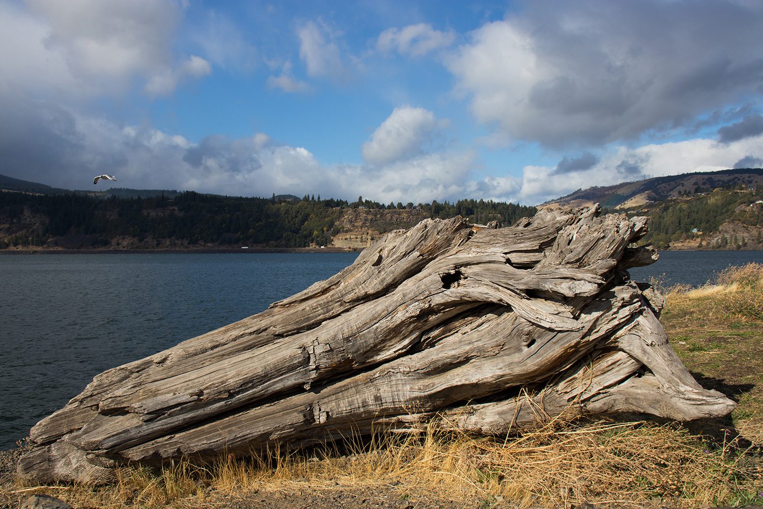 canon eos rebel sl2 review sample 8