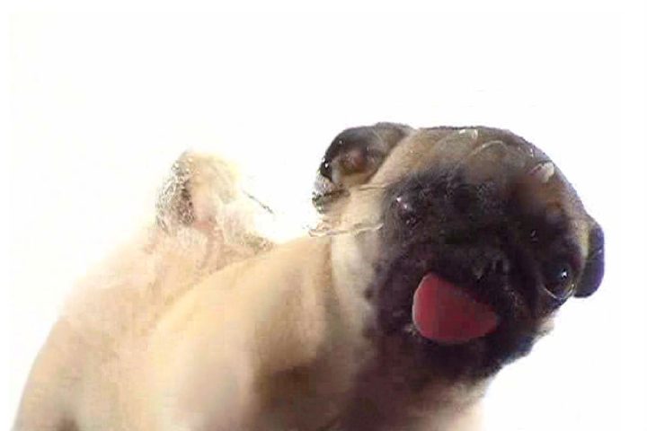 Dog Licking Screen