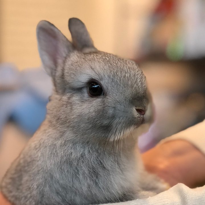Hedgehod Cafe portrait mode iphone bunny