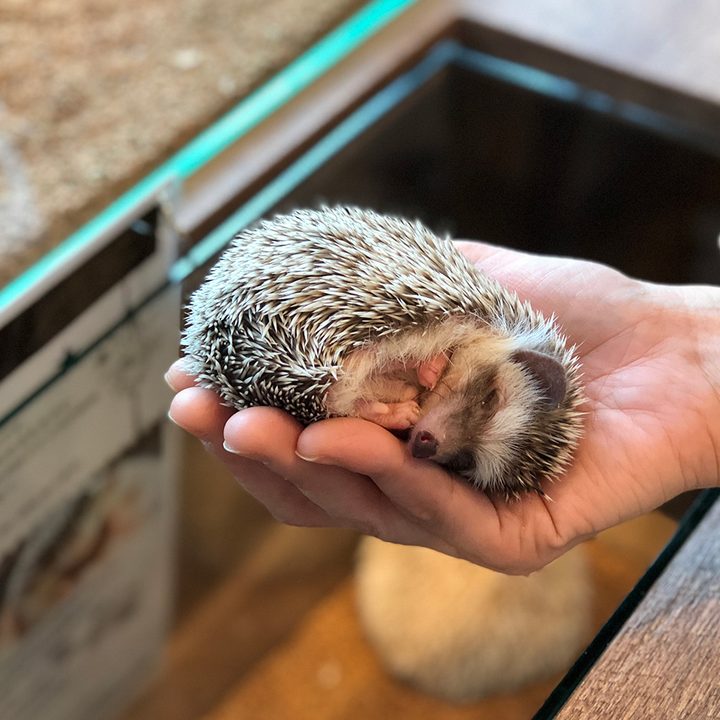 Hedgehod Cafe portrait mode iphone curled