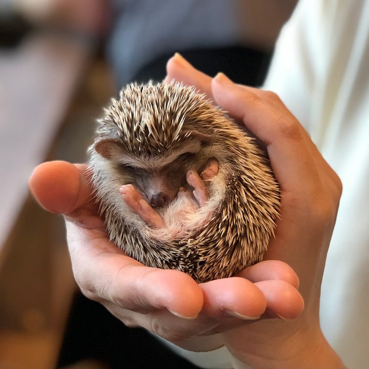 Hedgehod Cafe portrait mode iphone ball