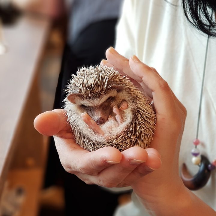 Hedgehod Cafe portrait mode note 8 ball close