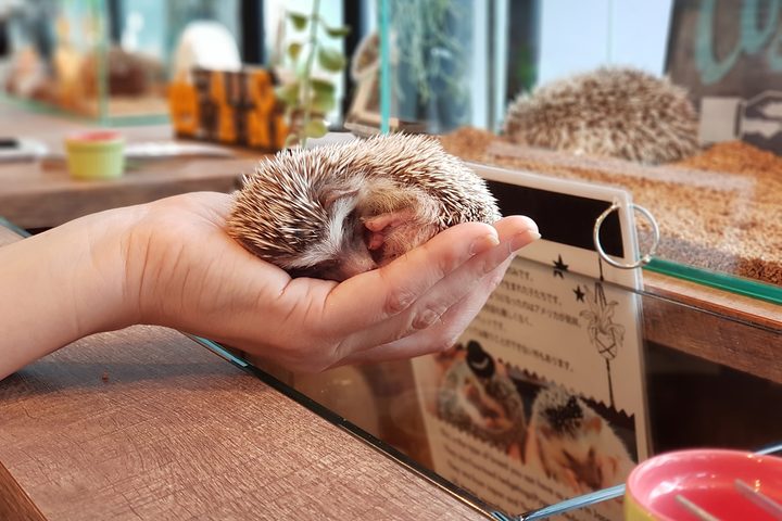 Hedgehod Cafe portrait mode note 8 curled