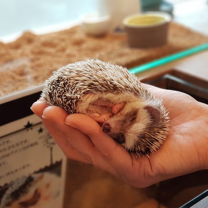 Hedgehod Cafe portrait mode note 8 sleeping